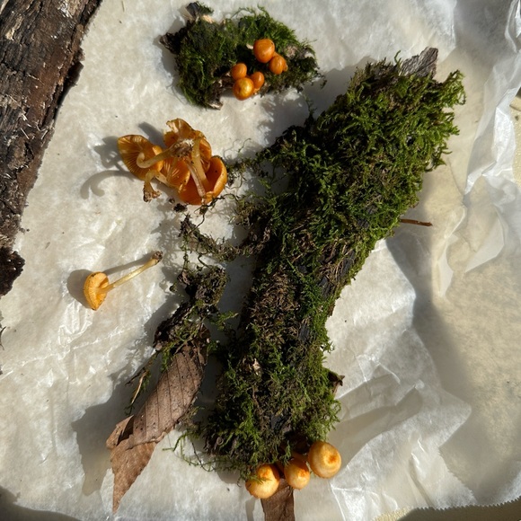 Meet your Posher, Jill - Picture 1 of 1